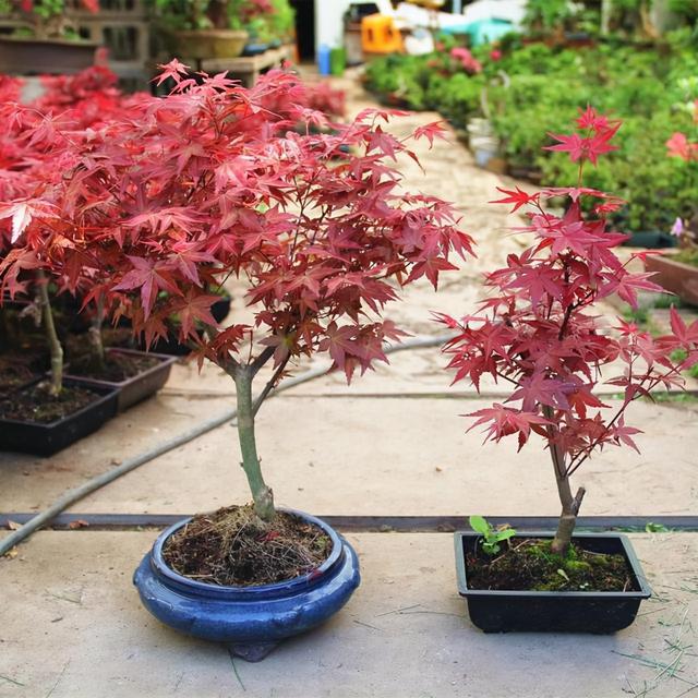 盆景造型类型有哪些,盆景造型种类