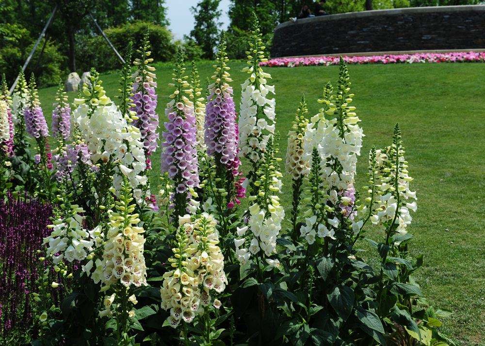 20种大毒花你家里养了吗,4种大毒花家里经常养