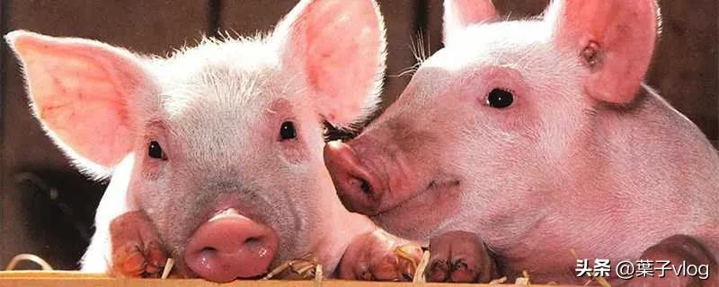 千万不要做养殖,这个行业不是什么人都能做好的,搞不好亏大钱。