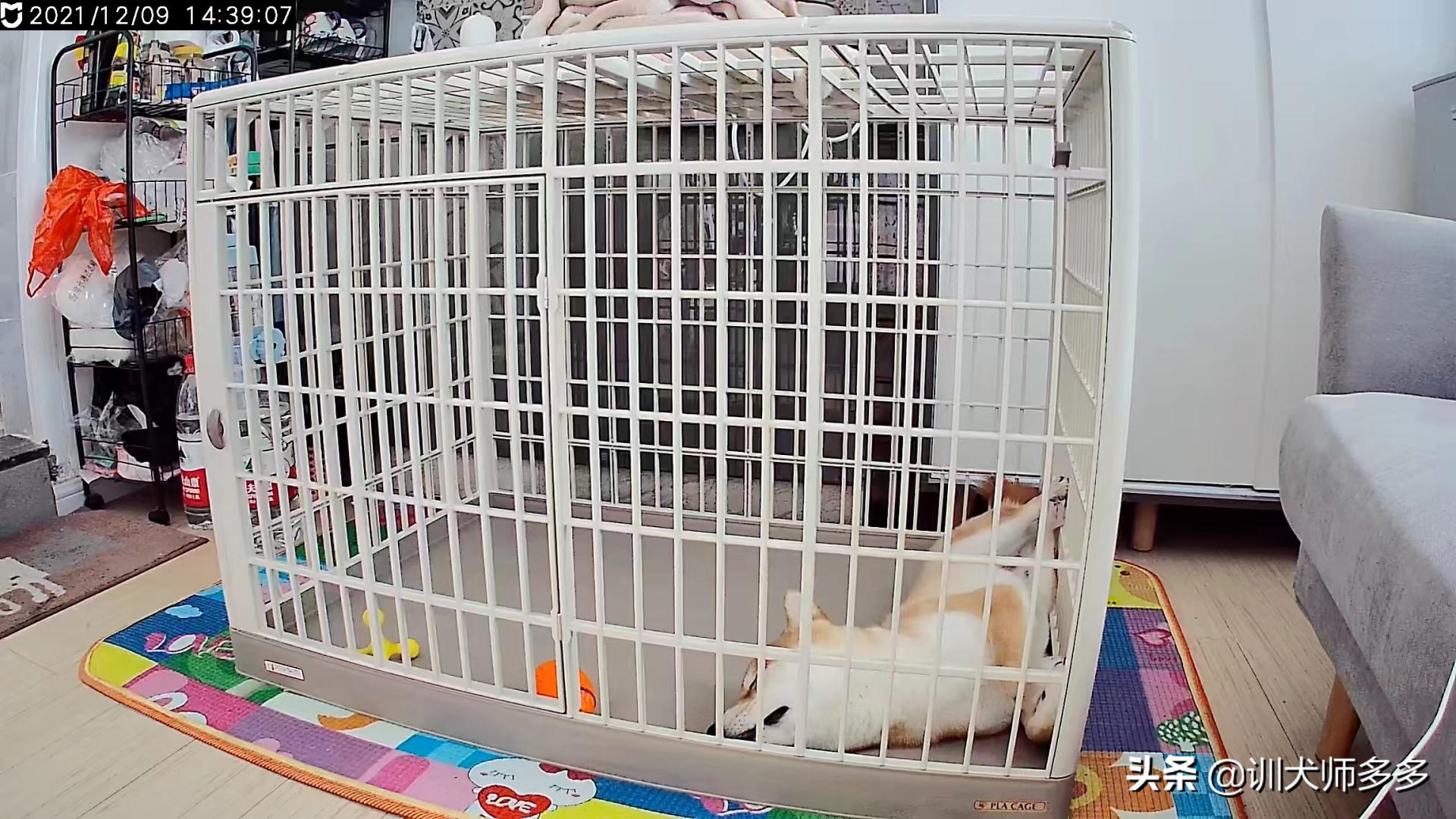 狗狗p型牵引绳怎么戴,怎么训练狗狗牵引绳跟随