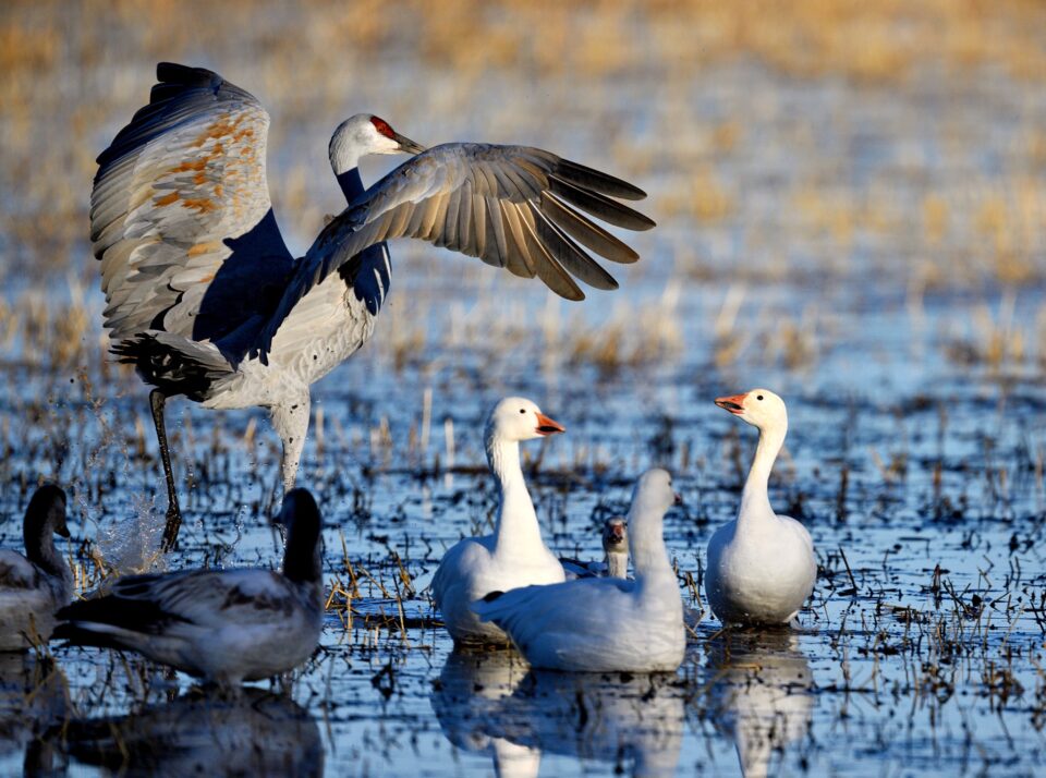 尼康Z800mmf/6.3VRS镜头深度评测
