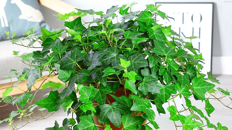 推荐9种适合在办公室养的小盆栽,办公室绿植盆栽室内净化空气