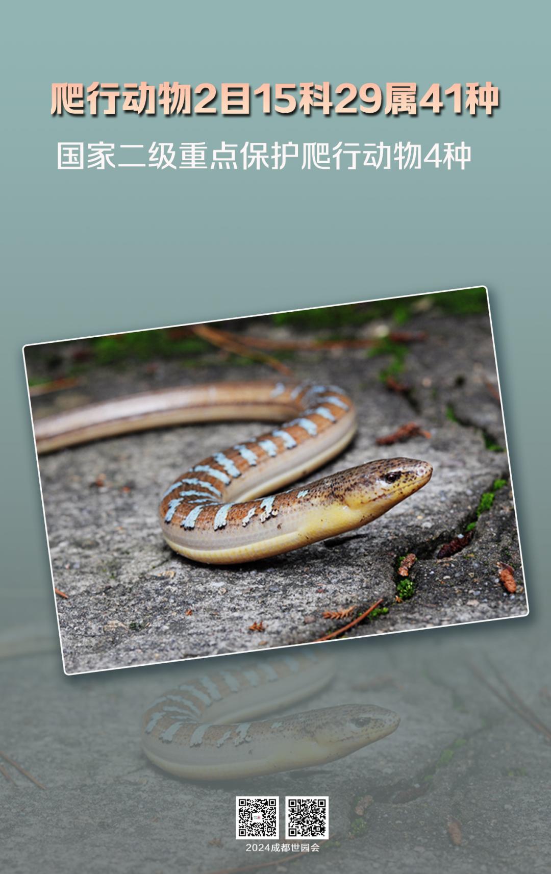 来认识长在石头上的植物,成都有哪些生物