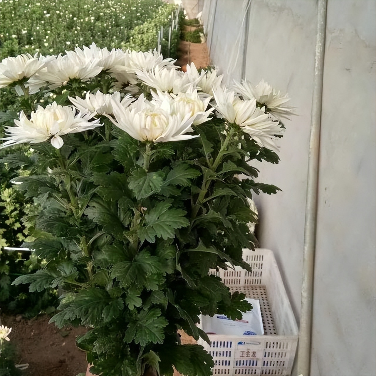 四种花只因太晦气，很少有人愿意养家里，换做是你，你会介意吗？