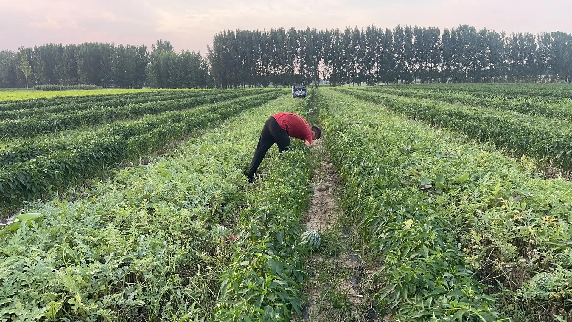 田园风光的古诗,田园风光纯音乐