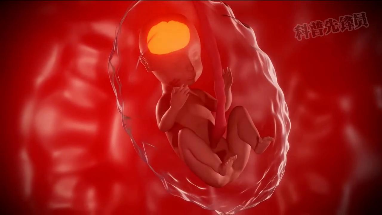 一个视频看完怀孕的整个过程#胎儿