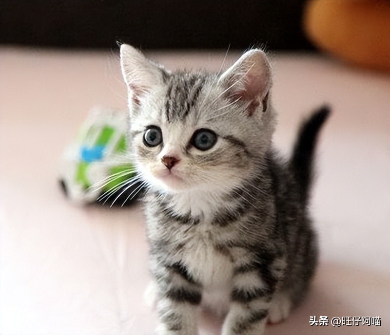十大可爱猫咪排行榜有没有你家的,既可爱又聪明的十大猫咪排名