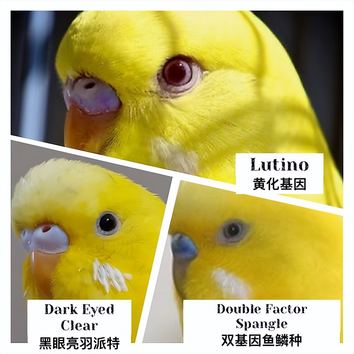 虎皮鹦鹉绿和蓝哪个基因强,虎皮鹦鹉白化红眼基因