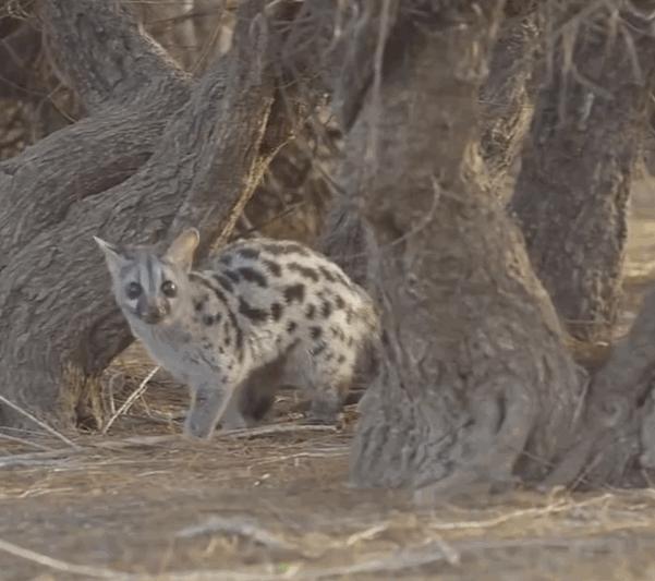 深圳出现“小灵猫”，全身灰黑色斑纹像老鼠，最爱钻进古墓去住？