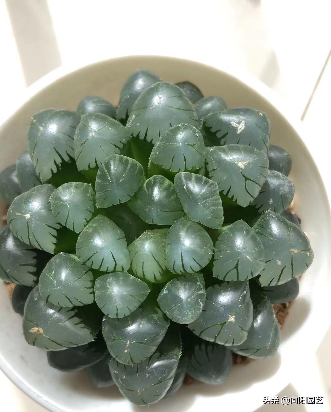 玉露根断了水培方法,玉露的正确修根方法