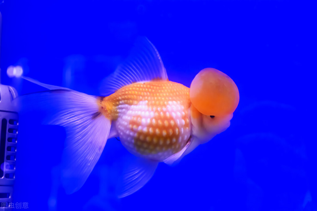 金鱼可以和热带鱼一样养么,金鱼与热带鱼哪个好养