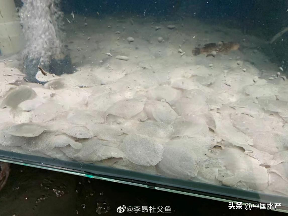 水生外来物种入侵防控工作方案,水生动物防疫