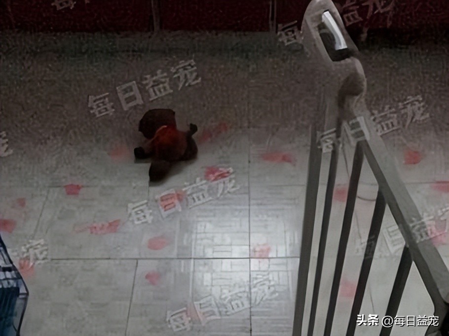 萨摩耶半夜在主人床边吓坏主人,萨摩耶半夜拉屎怎么回事