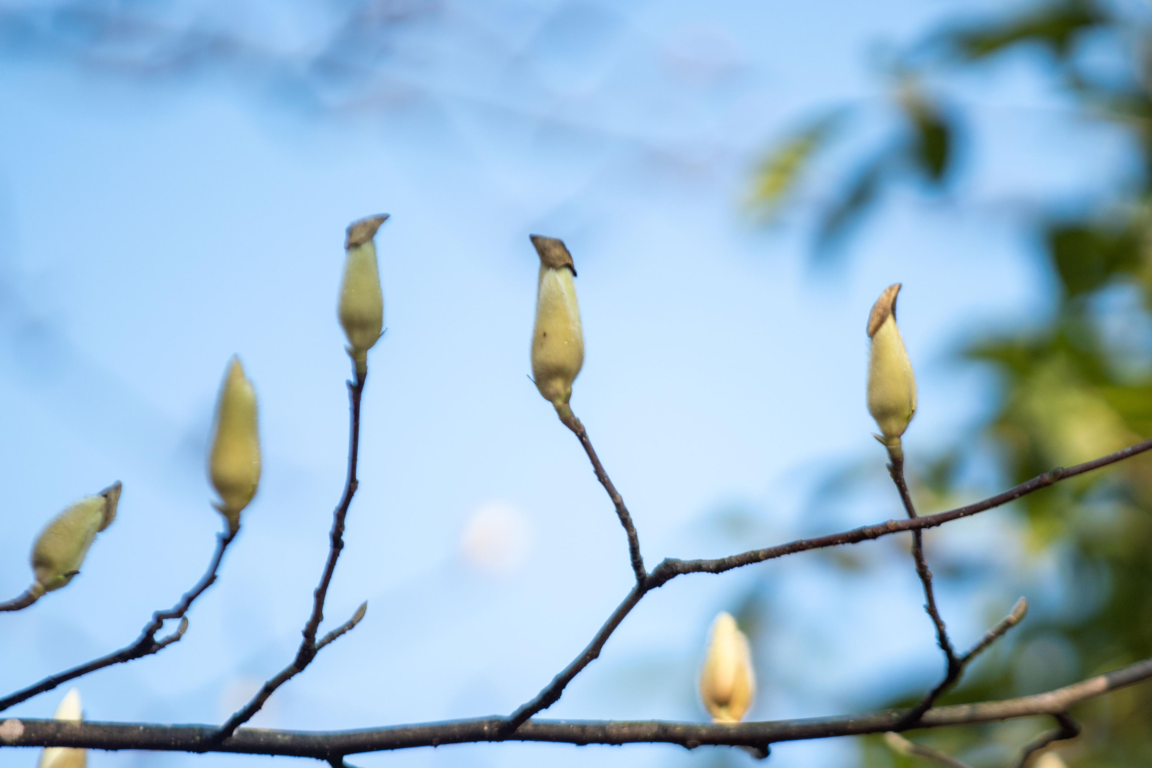双流赏花,双流附近赏花攻略路线