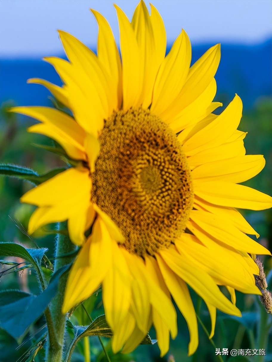 当南充美景遇上“多巴胺”这就是想象中夏天的样子！