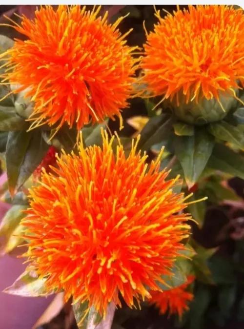 每天一味中药红花,红花是一味什么中药