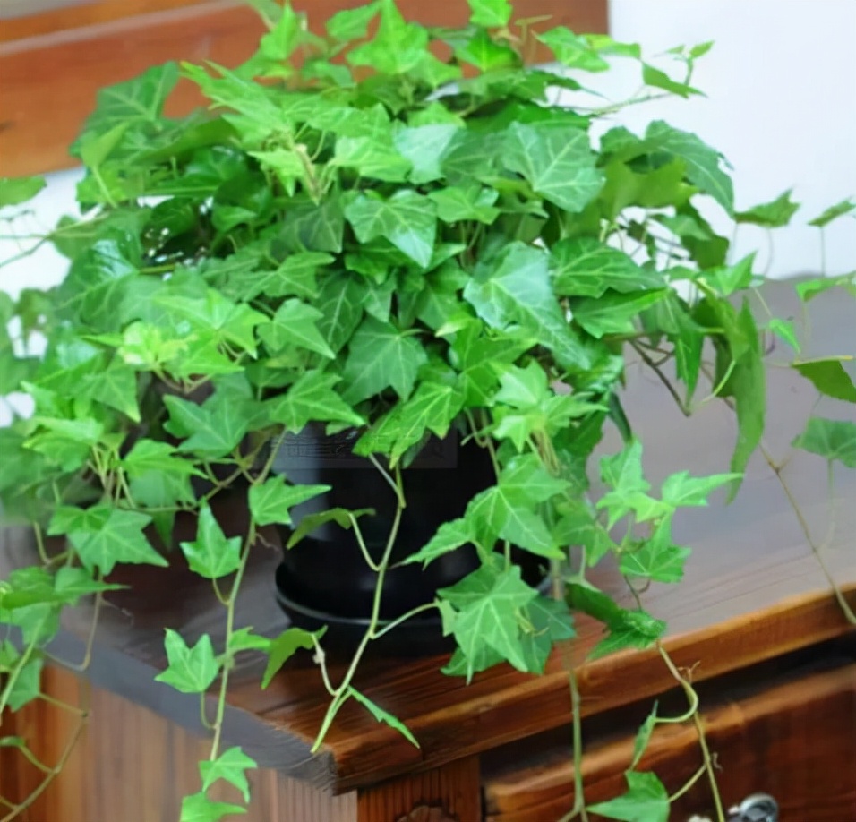 6种花适合养在卫生间吸潮气,家里有卫生间一定要养一盆