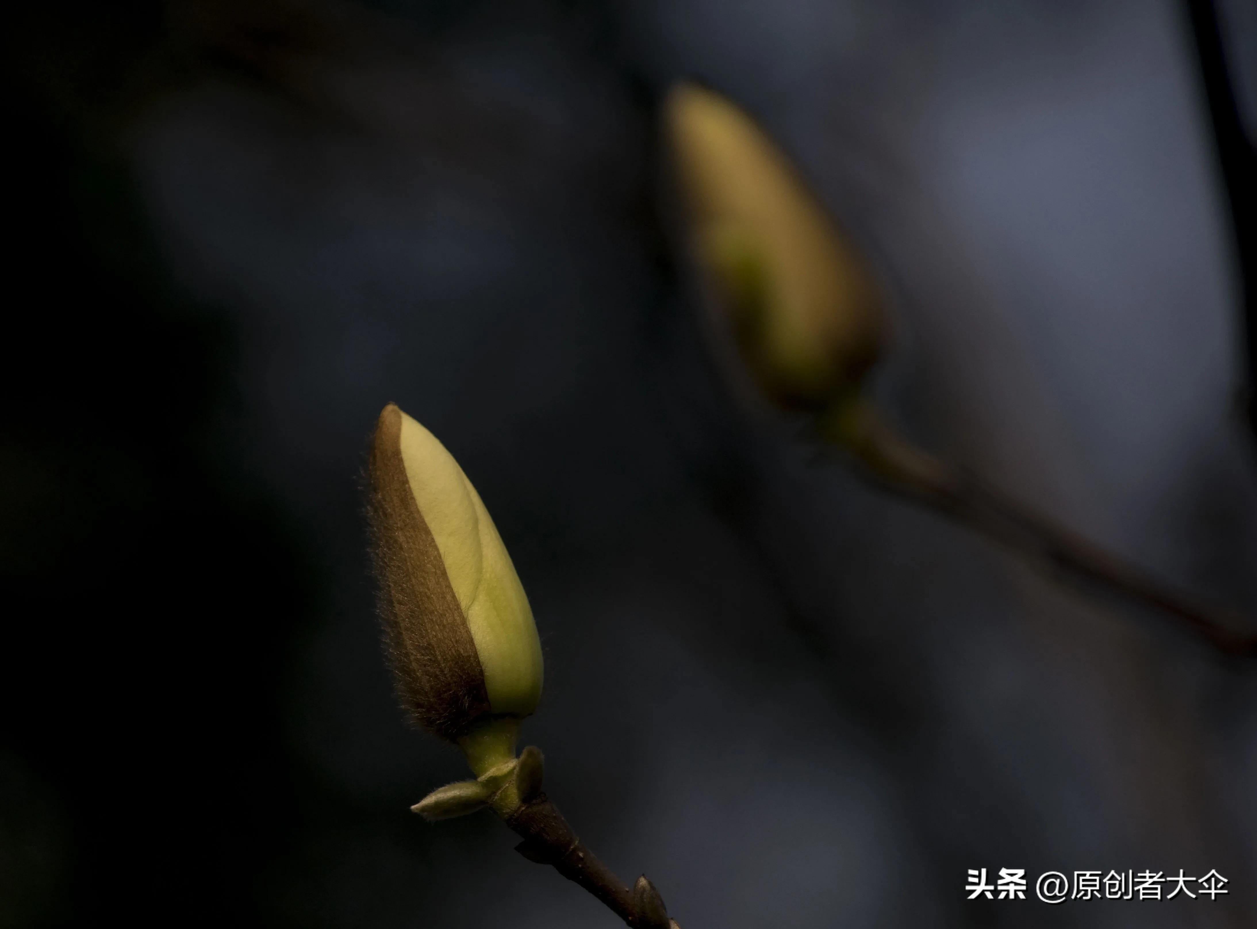 拍个玉兰婴差点赔了台单反