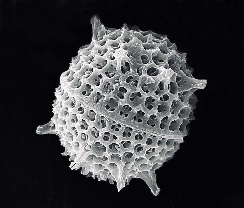 显微镜图像与真实图像,22张罕见的显微镜照片