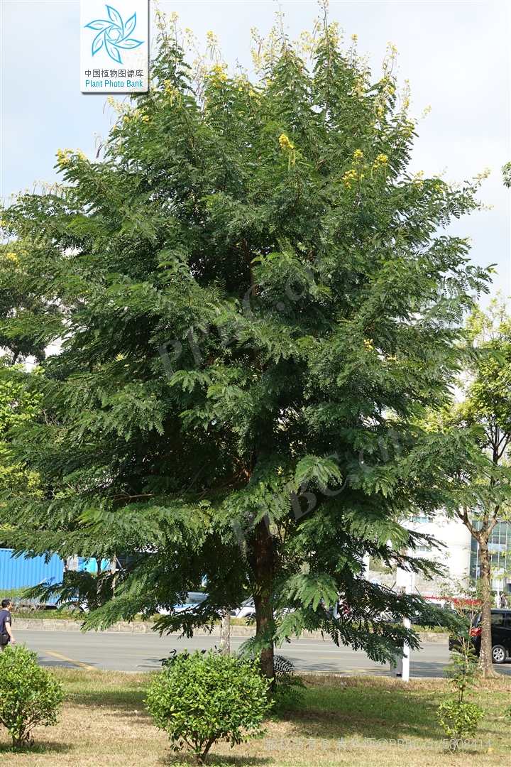 铁刀木和松木哪个好,铁力木和铁刀木哪个更好