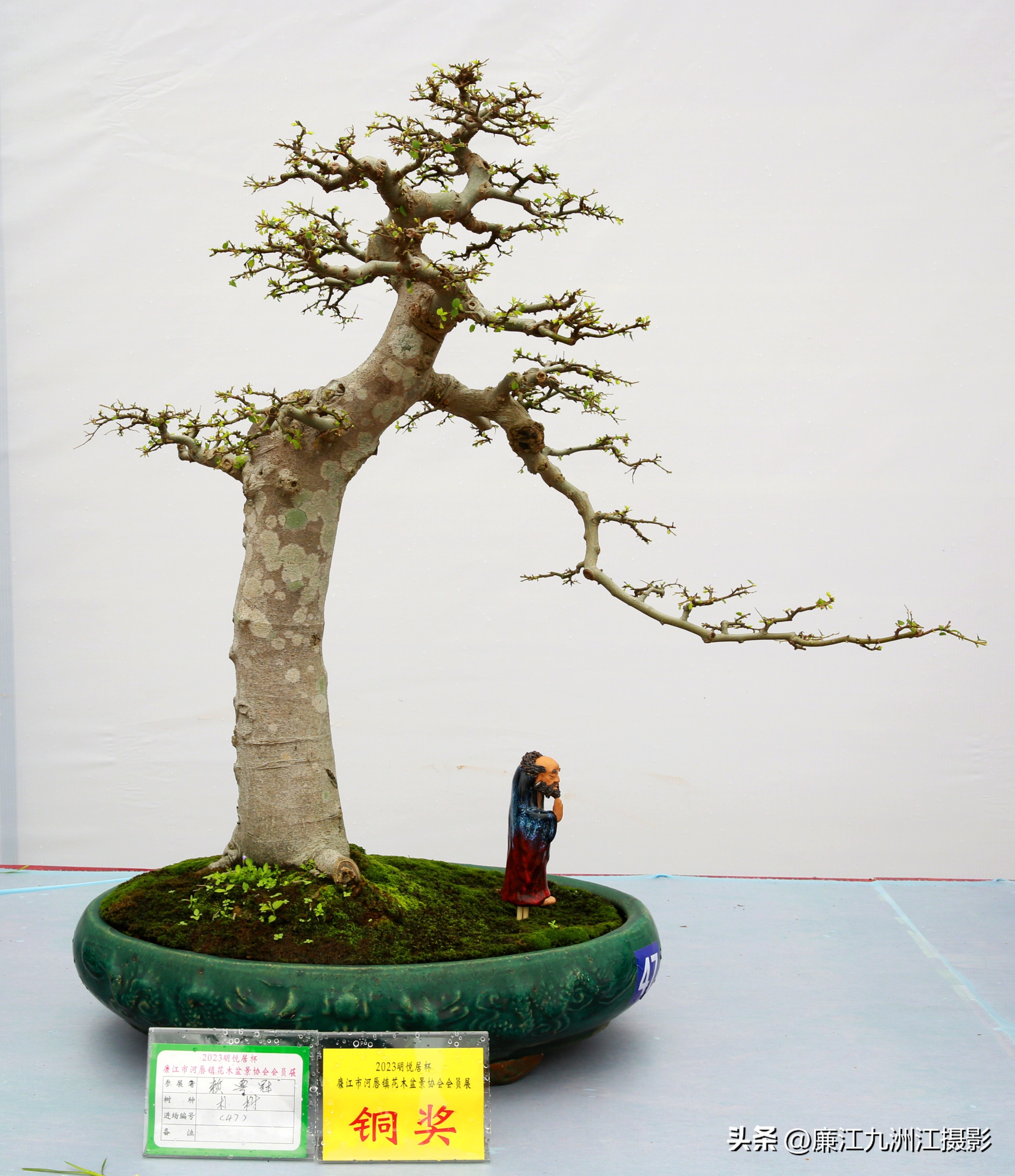 最高端的盆景展,一场惊艳的盆景展