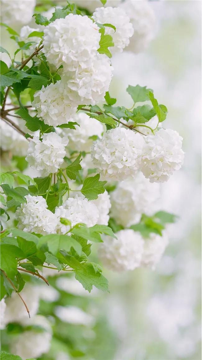 唯美手机壁纸高级感,唯美手机壁纸高清全面屏