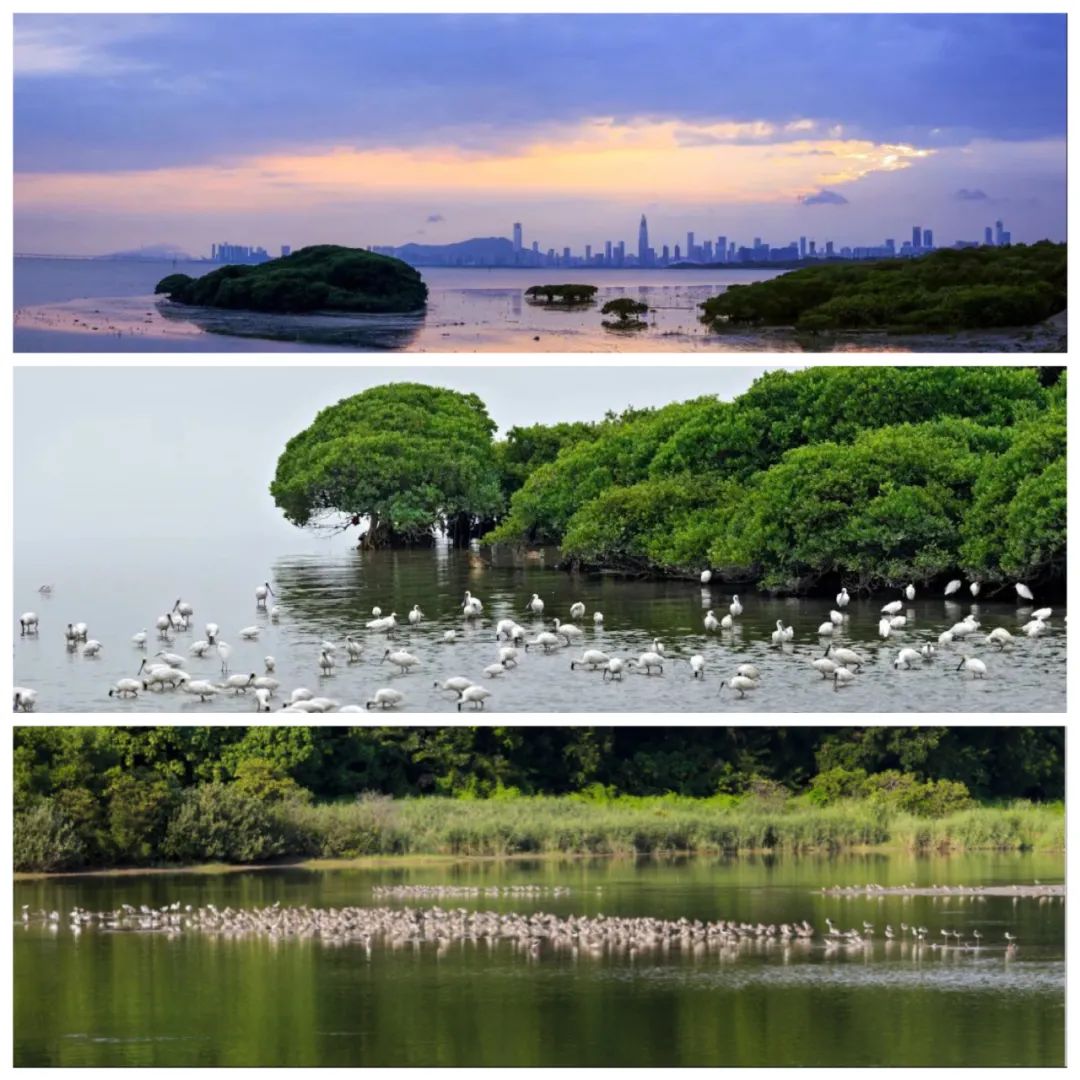 深圳最全红树林公园指南,深圳市最出名红树林湿地公园
