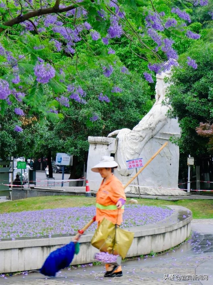 泸州蓝花楹打卡地,蓝花楹打卡点照片
