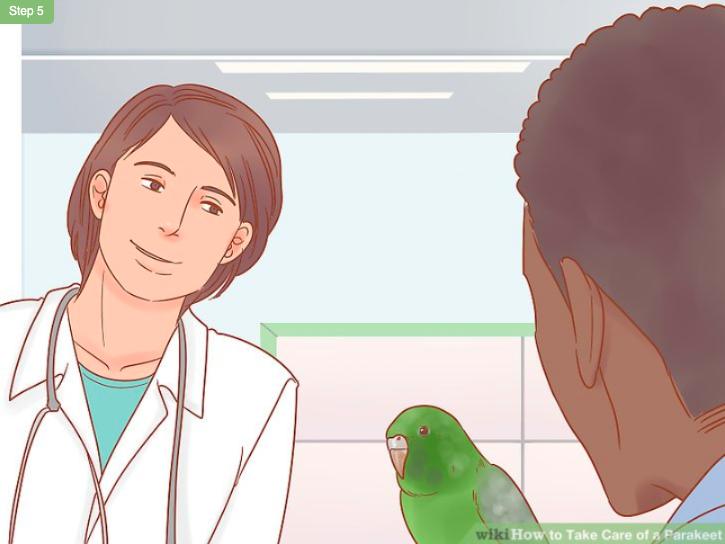 怎么照顾虎皮幼鸟,怎么照料小虎皮鹦鹉