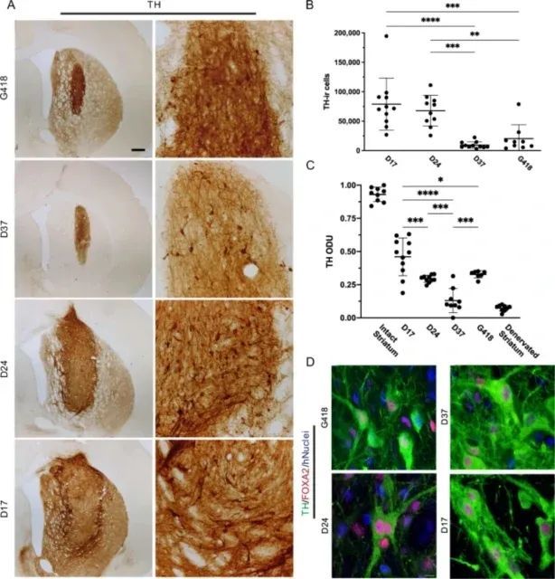 世界帕金森病日第28个主题,世界帕金森病日完整版