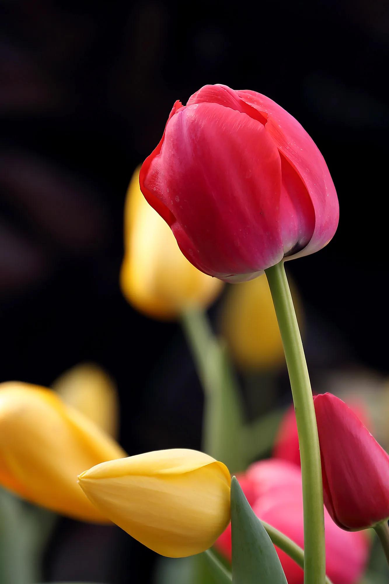 郁金香欣赏,郁金香图片大全大图欣赏