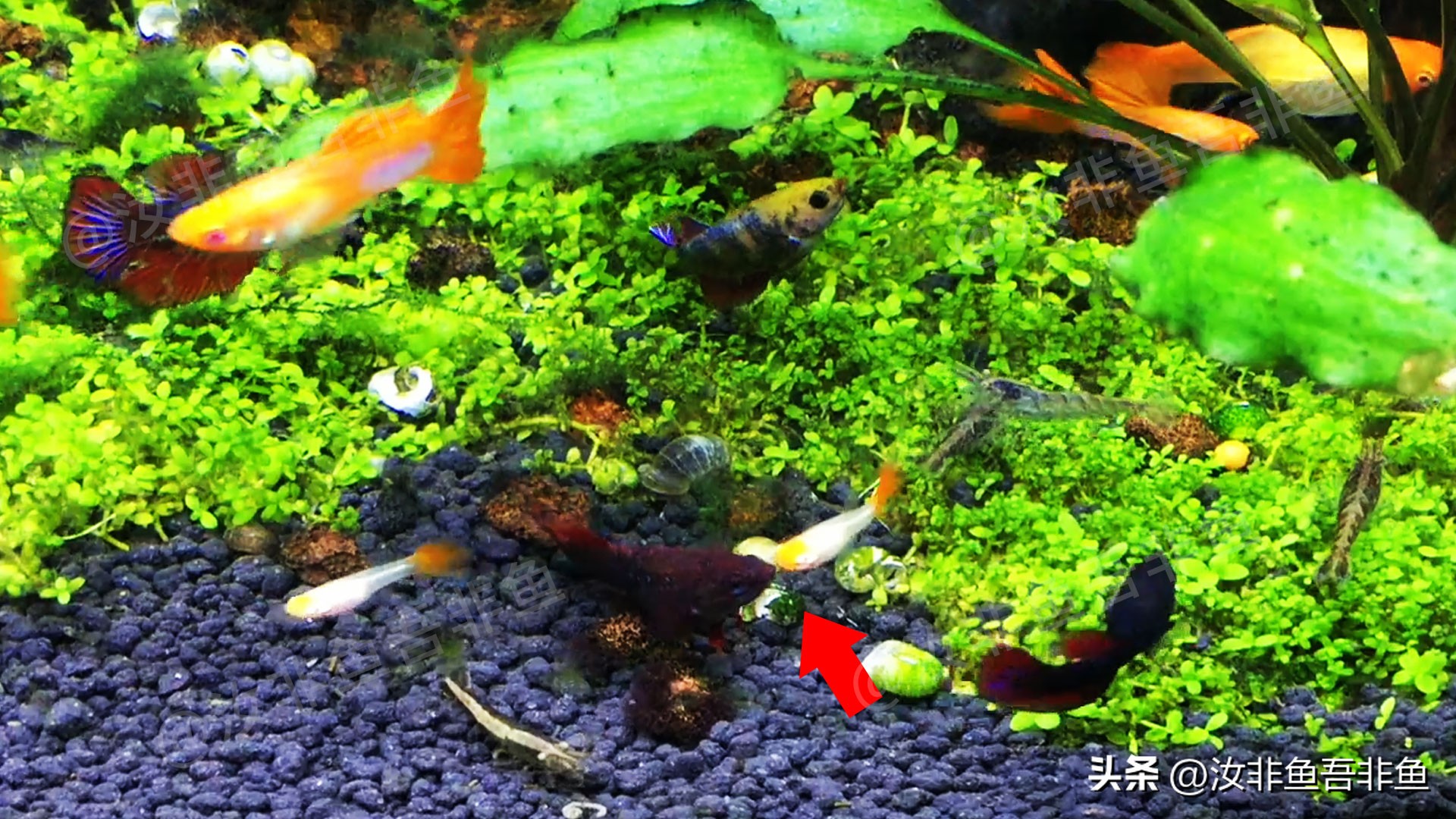 孔雀鱼怎么和泰国斗鱼混养,孔雀鱼和泰国斗鱼一起养吗