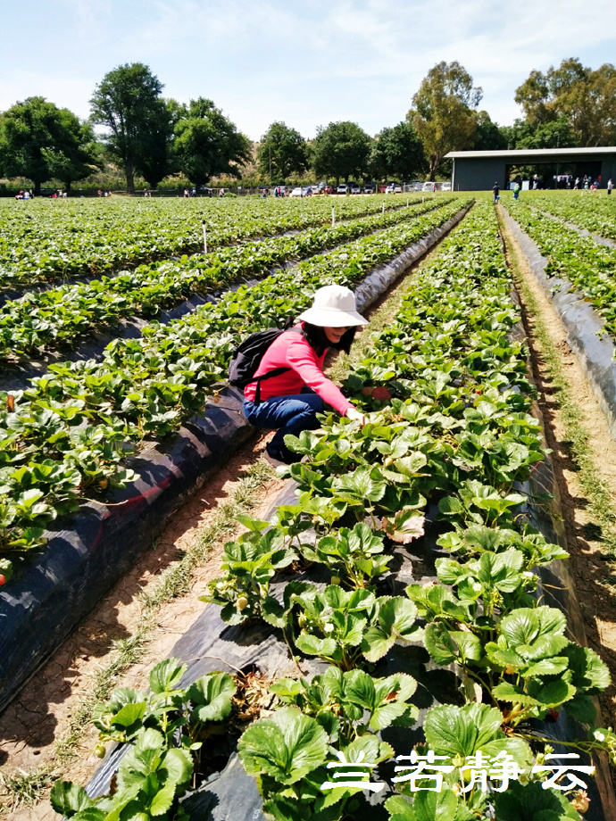 澳洲·墨尔本：到酒庄免费品酒，付5澳元到樱桃园吃到撑