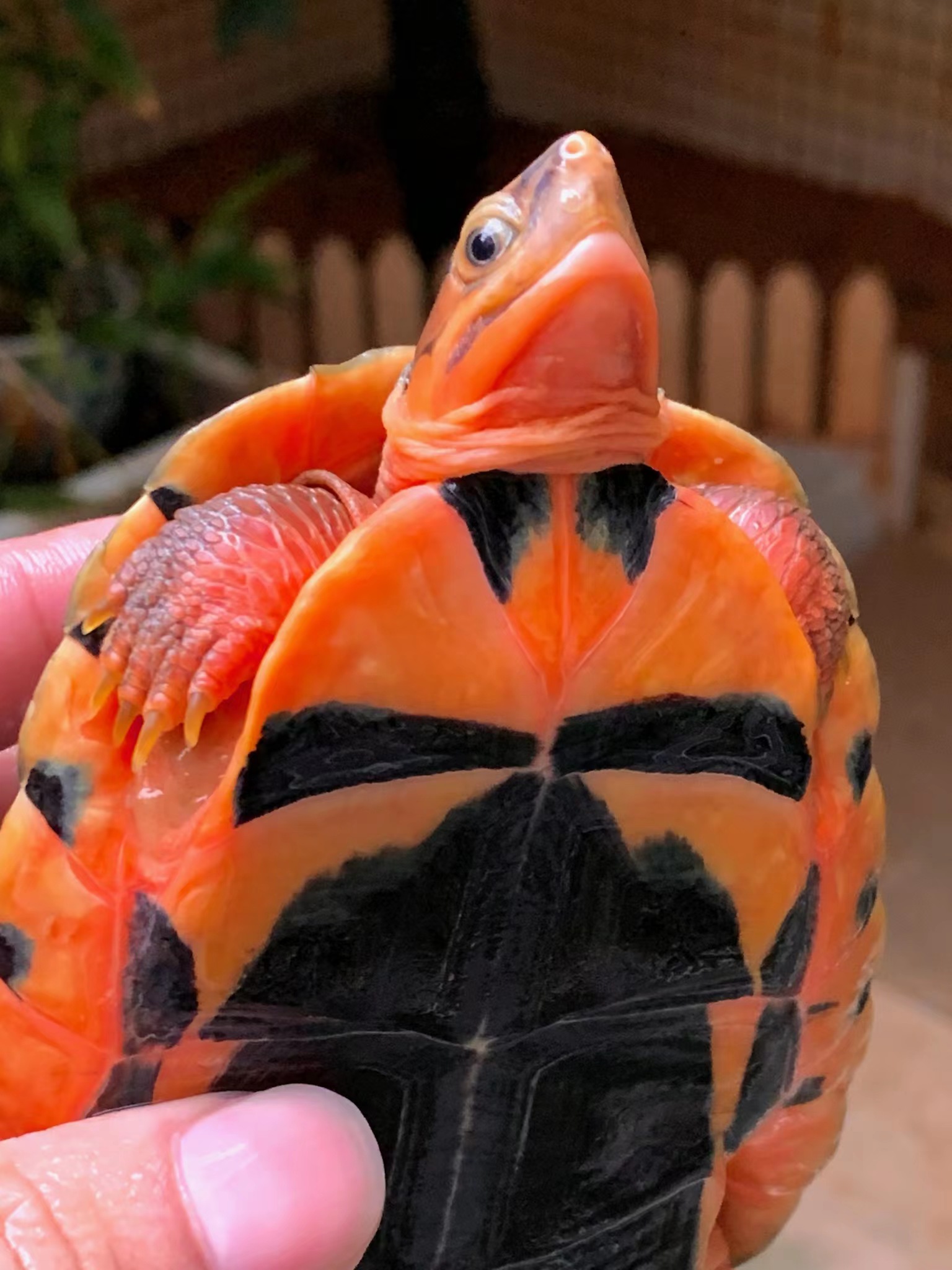 金钱龟和草龟哪个新手养更好,龟的养殖视频石金钱龟