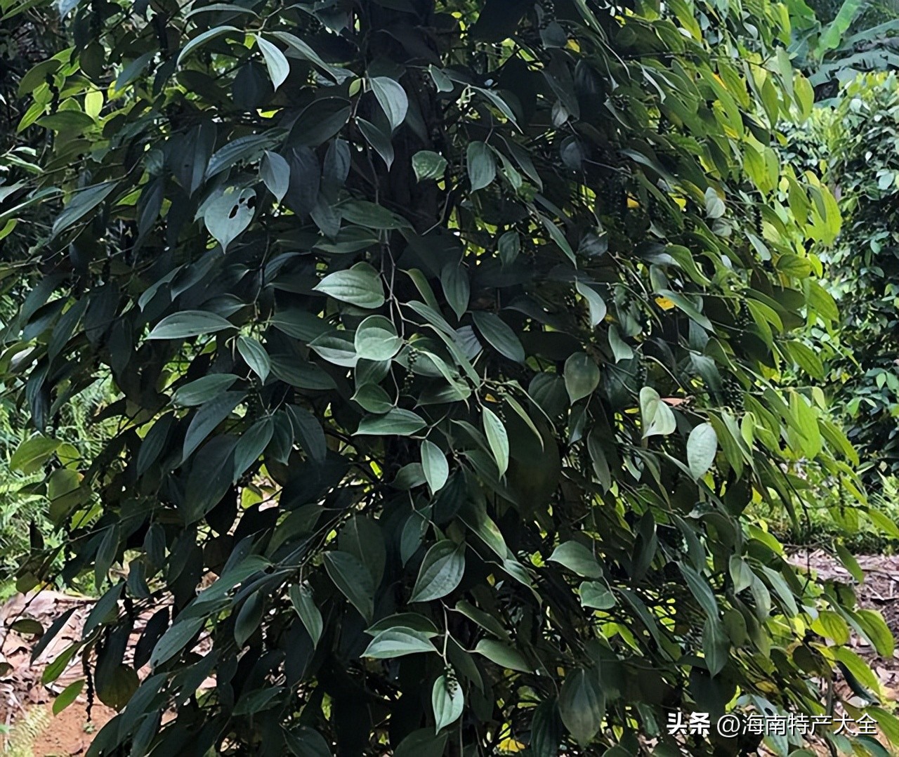 今年海南胡椒价格行情,海南胡椒最新价格