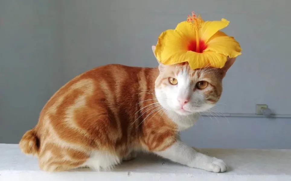 猫每天带你们认识不同品种的猫,猫咪品种知多少你都认识哪些猫