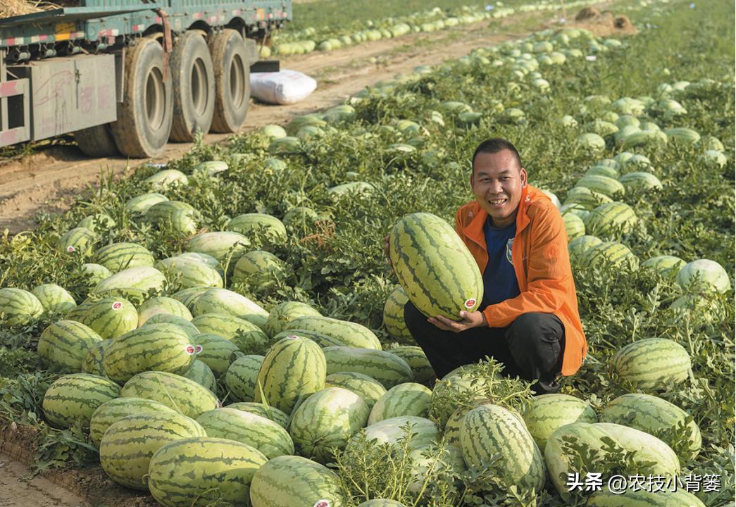 植物生长调节剂作用效果稳定原因,碧护生长调节剂药害