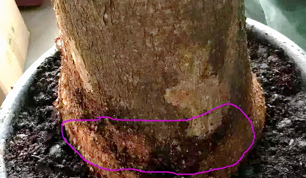 发财树叶子生病虫害打什么药,发财树有病虫害怎么处理