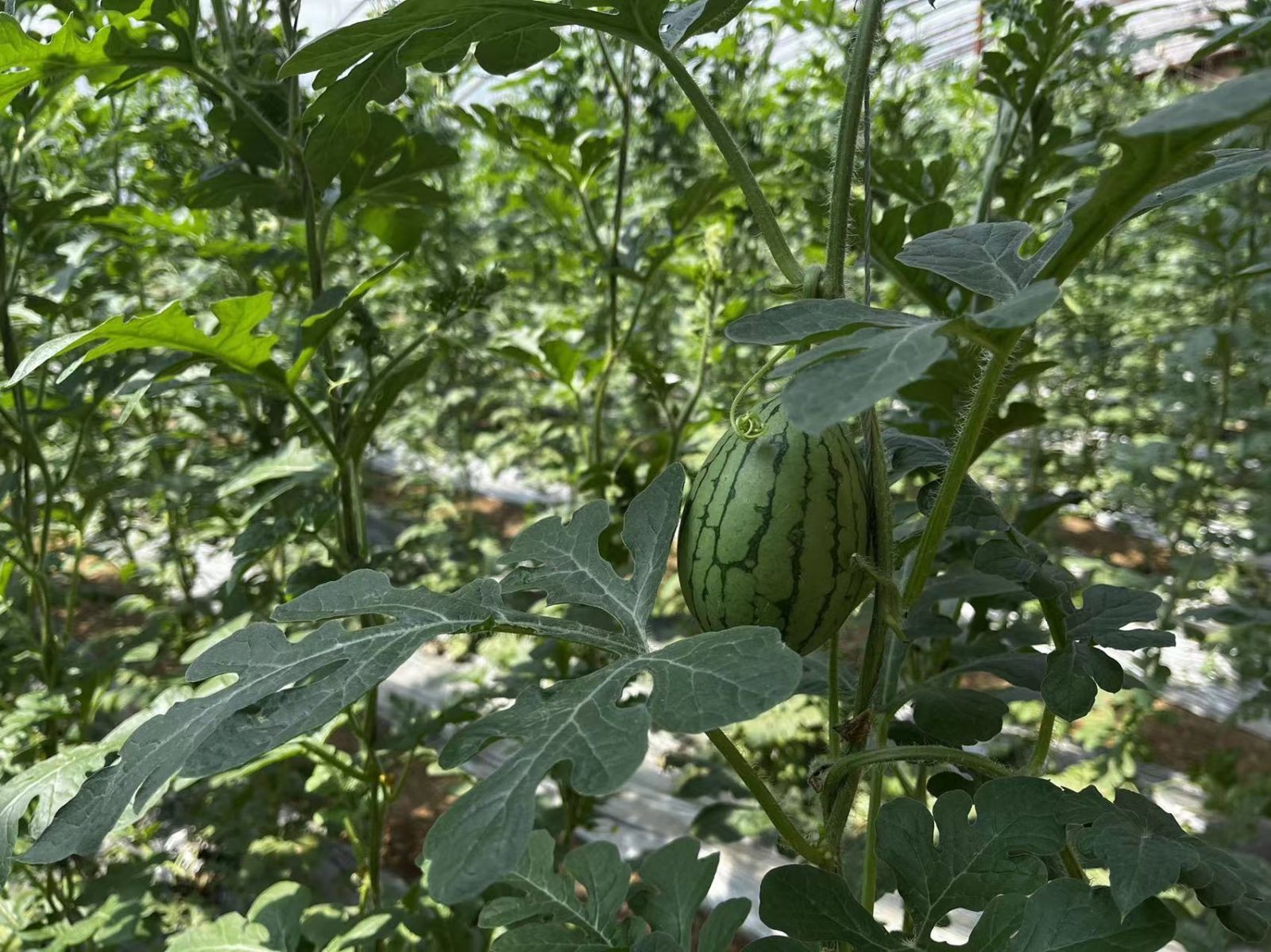 记者带你看农业合作社促农增收,走进县城看发展高青