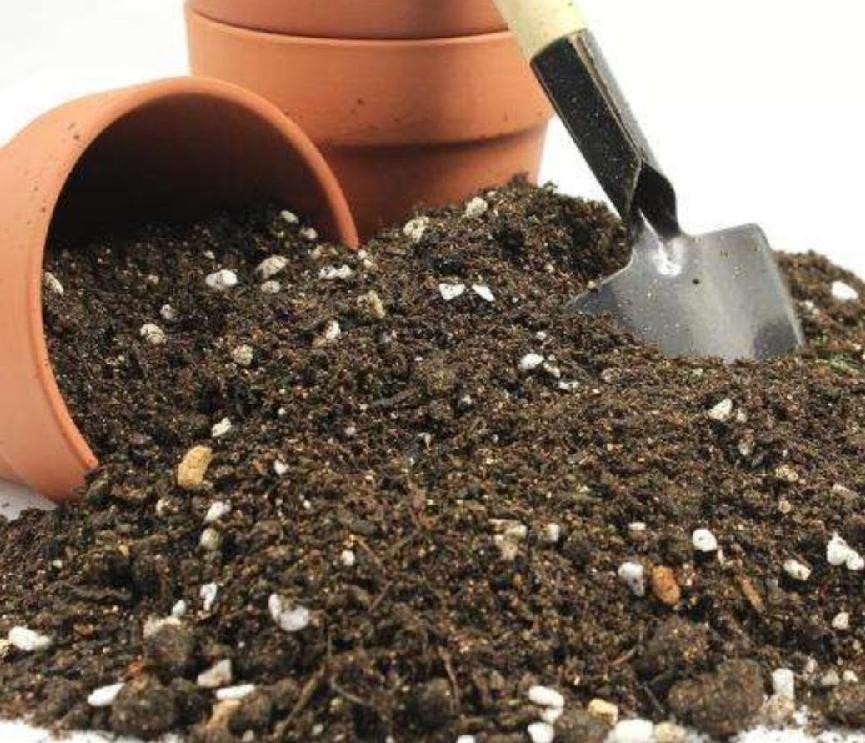 万年青的养殖方法和时间,万年青的养殖方法和注意什么