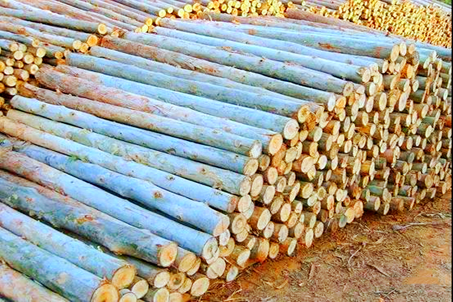 桉树木材价格涨跌趋势如何,今后桉树木材价格