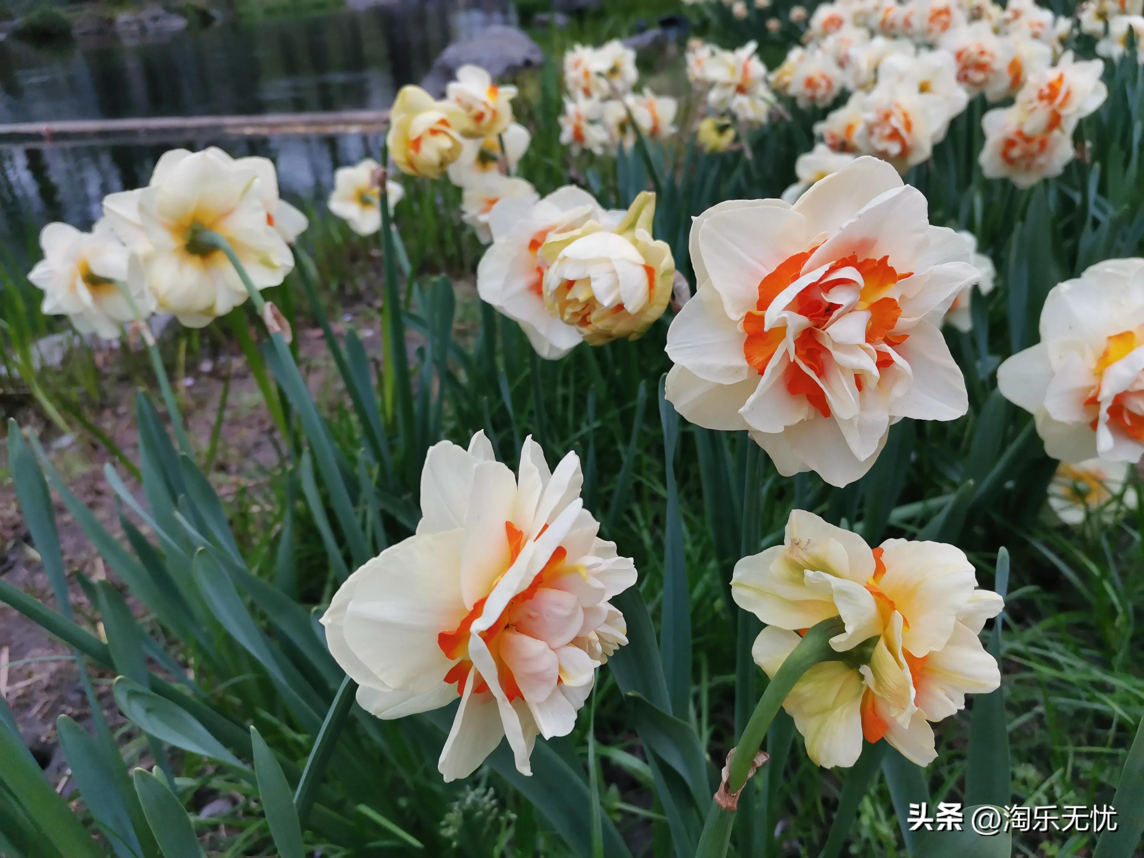 来杭州不要错过紧邻雷峰塔和苏堤的太子湾公园花展！#赏花地图