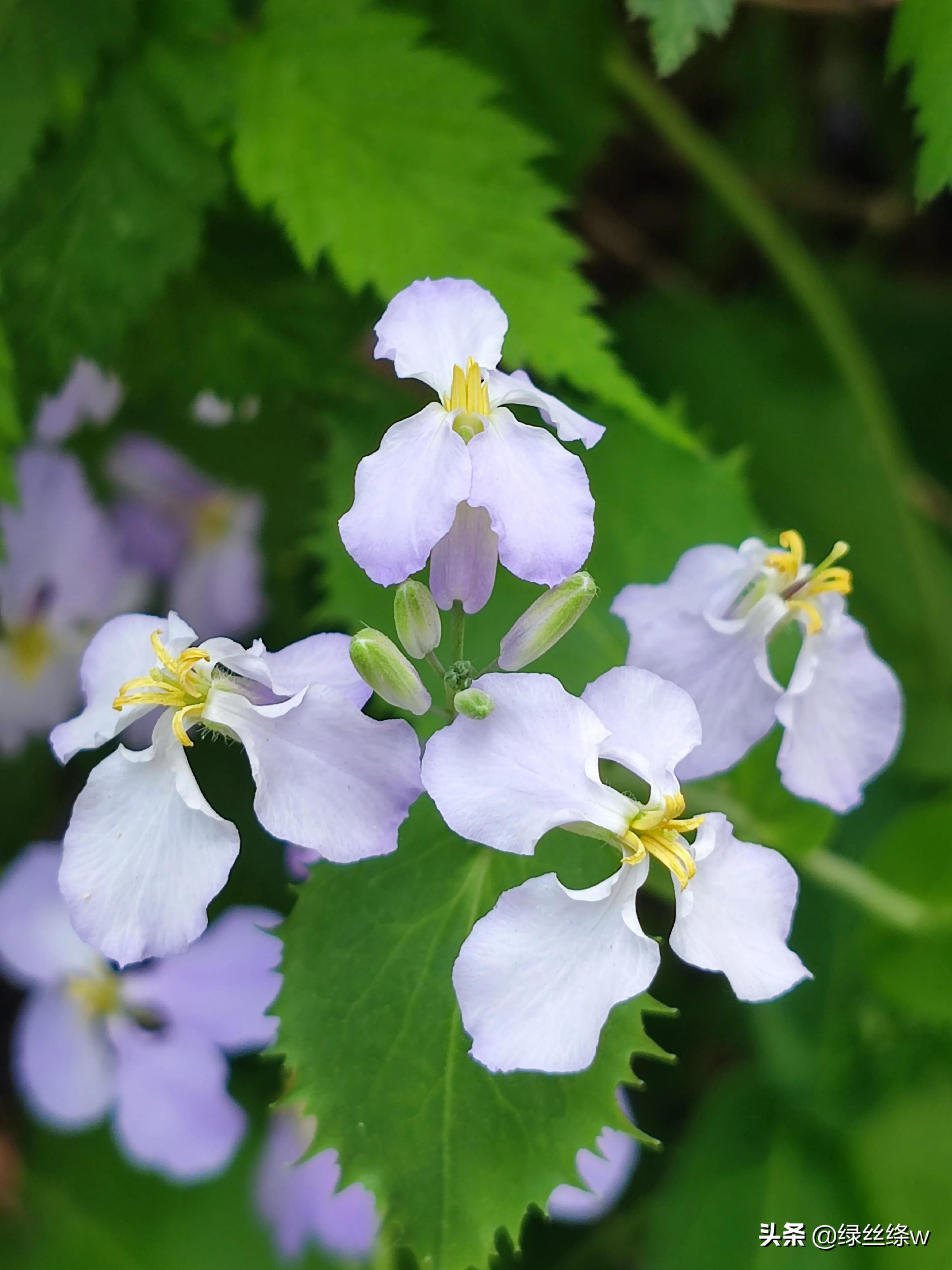 咏诗友原创诗词大全,春日赏花诗句大全