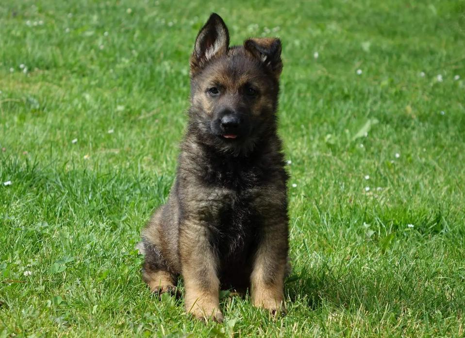 幼犬1-3个月怎么喂养土狗,如何快速成为幼犬的铲屎官