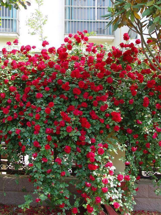 适合春季赏花的花,视觉盛宴五种赏花名花供您选择