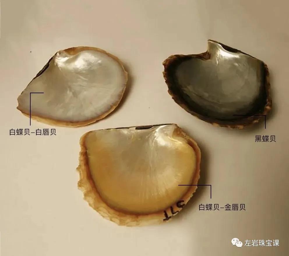 南洋金珠最经典的款式,南洋金珠的功效与作用