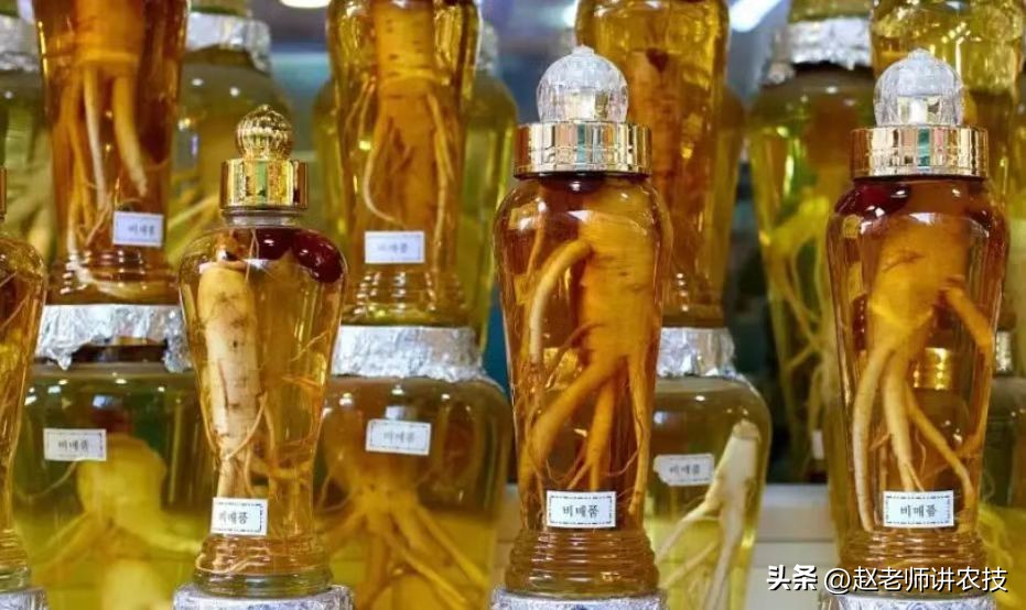 为什么不建议自己泡酒,怎么知道自己适合喝哪种泡酒