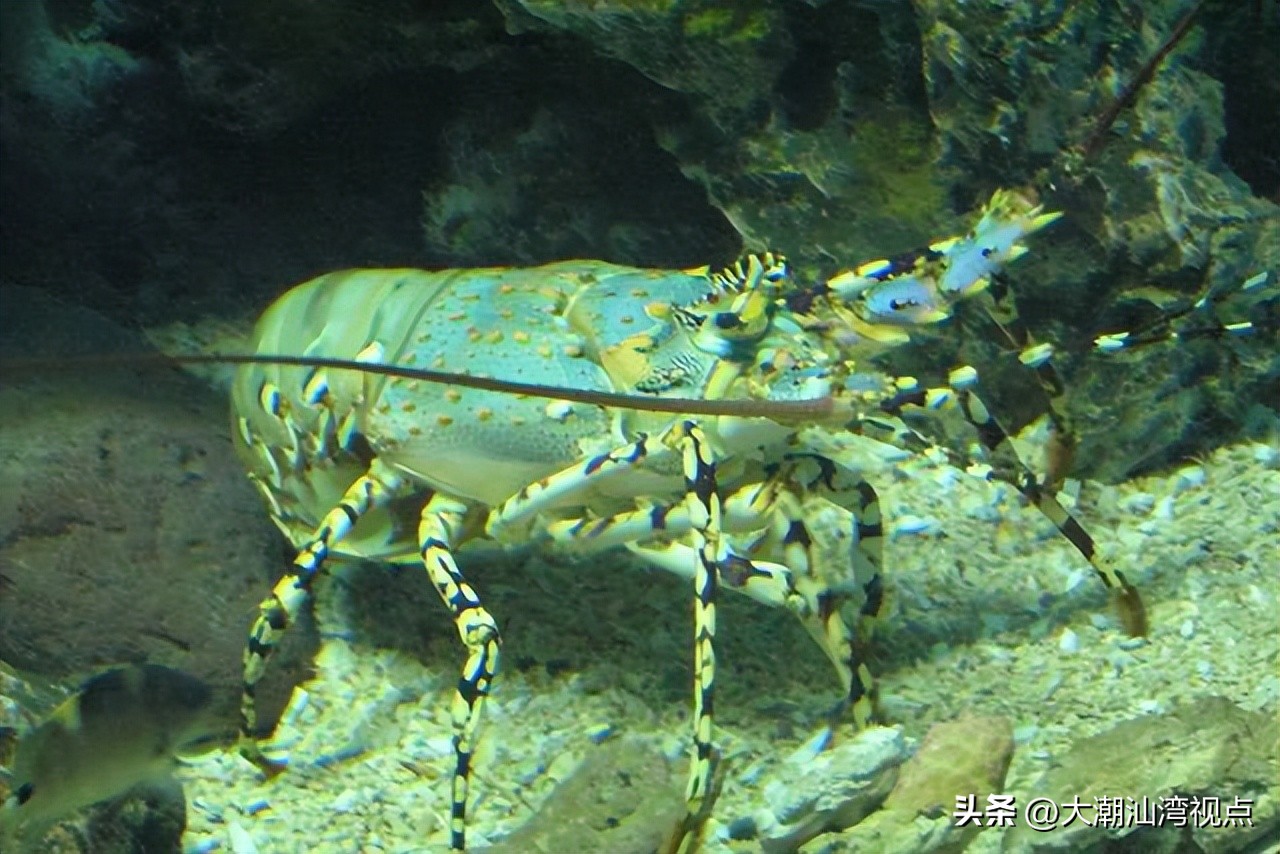 世界上各种龙虾视频介绍,世界各种龙虾价格