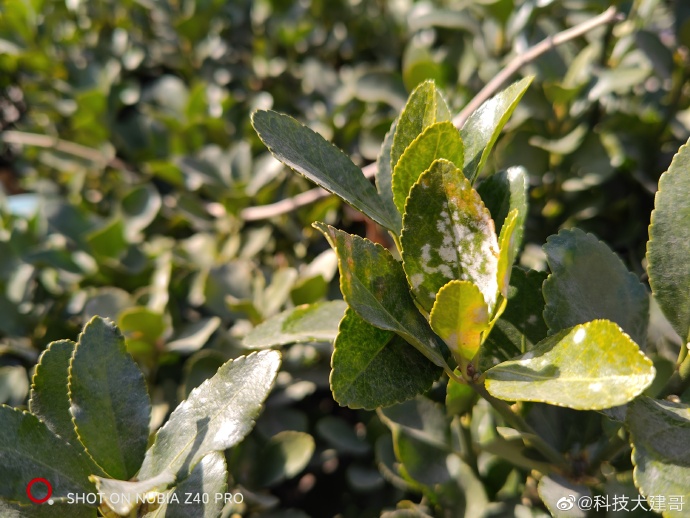 鍔瘮浜歾40pro闀跨劍鎷嶆憚鏁堟灉,鍔瘮浜歾40pro鎷嶇収姘村钩