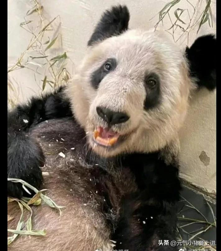 丫丫被娘家人照顾得很好,丫丫到中国后看到娘家人的反应